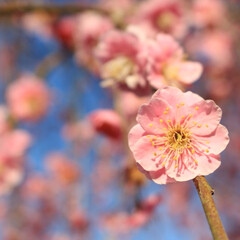春/梅/わたしのお気に入り 春。私の好きな季節。桜も素敵だけど梅もき…(1枚目)
