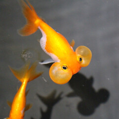 竹島水族館/金魚/はじめてフォト投稿 ほっぺがかわいい。
(1枚目)