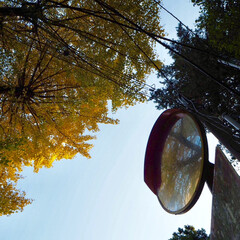 おでかけ/風景/おでかけワンショット/ミラー/秋/紅葉/... 鎌倉におでかけした時に撮りました
紅葉し…(1枚目)