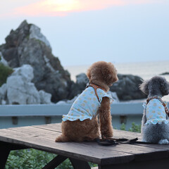 白崎海洋公園/犬派/LIMIAペット同好会/わんこ同好会 2人そろって夕陽を眺めてる(1枚目)