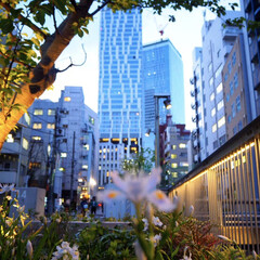 はじめてフォト投稿 見方を変えれば綺麗な街、渋谷。(1枚目)