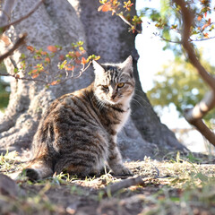 野良猫/日向ぼっこ/見返り美猫/日の丸構図/おでかけワンショット 近所の公園を散歩してたら、猫が日向ぼっこ…(1枚目)