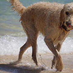 ハワイ/ラニカイビーチ/犬/海/動物/おでかけワンショット ハワイのラニカイビーチで遊んでいた犬を撮…(1枚目)