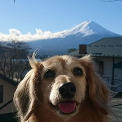 おでかけワンショット/うちの子ベストショット 富士山に負けない笑顔！(1枚目)