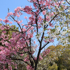 「堺市にある公園の桜が綺麗に咲いてました🌸…」(3枚目)