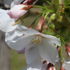 「堺市にある公園の桜が綺麗に咲いてました🌸…」(8枚目)