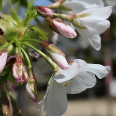 「堺市にある公園の桜が綺麗に咲いてました🌸…」(9枚目)