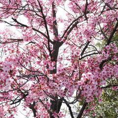 「堺市にある公園の桜が綺麗に咲いてました🌸…」(7枚目)