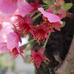 「堺市にある公園の桜が綺麗に咲いてました🌸…」(1枚目)