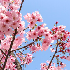 「堺市にある公園の桜が綺麗に咲いてました🌸…」(5枚目)