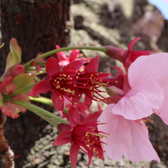 「堺市にある公園の桜が綺麗に咲いてました🌸…」(2枚目)