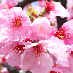 「堺市にある公園の桜が綺麗に咲いてました🌸…」(4枚目)