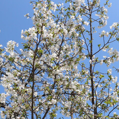 「堺市にある公園の桜が綺麗に咲いてました🌸…」(10枚目)