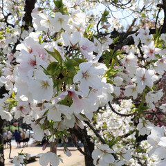 「堺市にある公園の桜が綺麗に咲いてました🌸…」(6枚目)