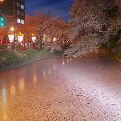 はじめてフォト投稿 弘前公園の桜、散り際の花筏です。(1枚目)