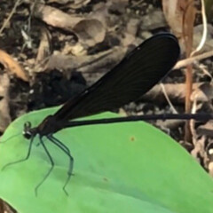 羽黒トンボ/昆虫/トンボ/令和元年フォト投稿キャンペーン 庭先で見つけた羽黒トンボです。
どこから…