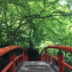 河鹿橋/赤い橋/令和元年フォト投稿キャンペーン 伊香保温泉の河鹿橋からの写真です！新緑の…(1枚目)
