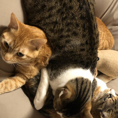 猫のいる暮らし/ニャンコ同好会/LIMIAペット同好会 定位置の猫をダメにするクッションの上で重…(2枚目)