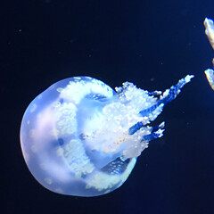 水クラゲ/ブルー 水族館
水の中の透明な青い水玉･･･
(1枚目)