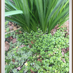 多肉好きと繋がりたい/地植え/多肉植物の寄せ植え/アロマティカス/多肉植物/フォロー大歓迎 ダメ元で屋外に植えたアロマティカス☘️
…