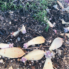 多肉/多肉植物/フォロー大歓迎/春の一枚 花壇に地植えした多肉🌸
この種類は放って…(2枚目)