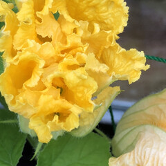 摘葉/観察/開花/収穫/植付け/発根/... 世話、見守り、発根、植付け、料理、冷凍保…