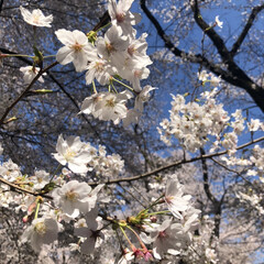 花見/桜/お花見/住まい/暮らし 桜が咲いた〜🌸✨


近くの公園へ行った…(1枚目)