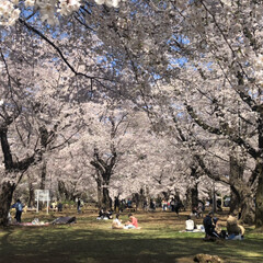 花見/桜/お花見/住まい/暮らし 桜が咲いた〜🌸✨


近くの公園へ行った…(2枚目)