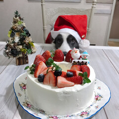 シフォンケーキ/スイーツ/手作りケーキ/クリスマスケーキ/クリスマス 今年のXmasケーキ。

シフォンケーキ…(1枚目)