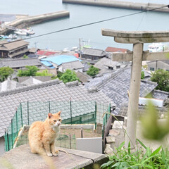 猫/猫島/瀬戸内/おでかけワンショット 高台から見下ろす港(1枚目)