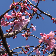 春/桜 (1枚目)