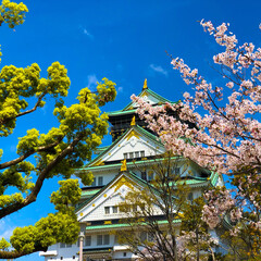 みんなにおすすめ/春/桜/大阪城/大阪/令和元年フォト投稿キャンペーン/... 春の日に大阪城行った時に撮った写真です。…(1枚目)