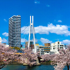 桜/さくら/令和元年フォト投稿キャンペーン/はじめてフォト投稿/おでかけ/風景 春の日の大阪のどっか。
場所、素で忘れま…(1枚目)