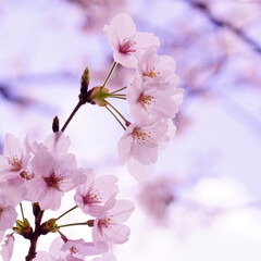 桜/春/好き/可愛い/綺麗/JAPAN/... 好きな季節。
#わたしのお気に入り(1枚目)