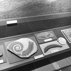 いのちのたび博物館/化石/おでかけワンショット いのちのたび博物館で化石、たくさん見てき…(1枚目)
