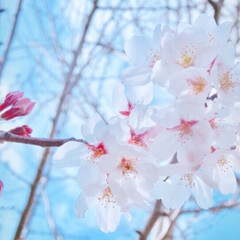 桜/花/春/令和初/令和元年フォト投稿キャンペーン 令和初の桜です♡
家の前で今年も綺麗に咲…(1枚目)