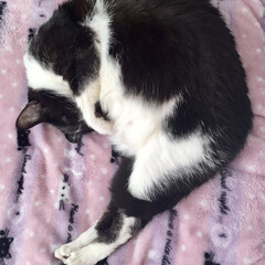 寝んね/白黒猫/猫/可愛い/お腹/おデブ猫/... ニャンちゃん！
お腹ヤバイよ〜(1枚目)