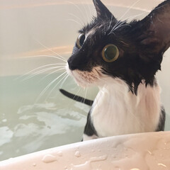 かわいい/浴槽/水/バスタイム/お風呂/元野良猫/... お風呂に入ってリフレッシュ🛁(1枚目)