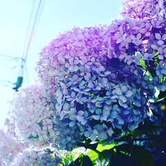 紫陽花/晴れの日/旬の花/一眼レフ/おでかけワンショット 地元の道沿いに咲いている紫陽花を撮りまし…(1枚目)
