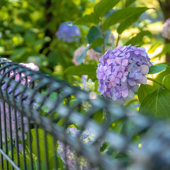 雨季ウキフォト投稿キャンペーン 今年はたくさん紫陽花が見られました(ᵔᵕ…(1枚目)