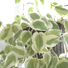 観葉植物のある暮らし/観葉植物/YouTubeチャンネルあります/ペペロミア/インドアグリーン/インテリアグリーン/... インナーテラスの様子
ペペロミアが育てや…(2枚目)