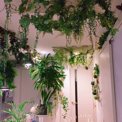 廊下/フェイクグリーン/インテリア/観葉植物のある暮らし/観葉植物/フォロー大歓迎/... 廊下、グリーンのトンネルの様にしたい😊(1枚目)