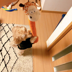 犬のおもちゃ/犬のいる暮らし/犬/マルプー/雨季ウキフォト投稿キャンペーン/令和の一枚/... 息子が一目惚れした犬のおもちゃ。
お土産…(1枚目)