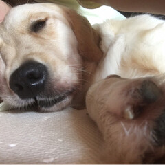 大型犬/ゴールデンレトリバー/ゴールデンレトリーバー/フォロー大歓迎 私の腕枕で寝てるナミちゃん！
どんな顔し…(2枚目)