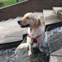 大型犬/ゴールデンレトリバー/ゴールデンレトリーバー/おでかけ/フォロー大歓迎/LIMIAおでかけ部/... 今日は噴水で水遊びできる公園へ行ってきま…(2枚目)