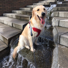大型犬/ゴールデンレトリバー/ゴールデンレトリーバー/おでかけ/フォロー大歓迎/LIMIAおでかけ部/... 今日は噴水で水遊びできる公園へ行ってきま…(1枚目)
