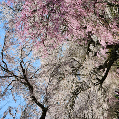 「参道…　満開の垂れ桜　」(1枚目)