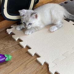 猫/猫のいる暮らし/猫との暮らし/威嚇された/怖かった/昼間はお利口/... お疲れ様です
本日結がら、初めて威嚇(怒…