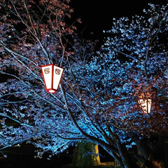幻想的/夜桜/桜/風景/春の一枚 🌸夜桜🌸
(5枚目)