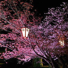 幻想的/夜桜/桜/風景/春の一枚 🌸夜桜🌸
(3枚目)